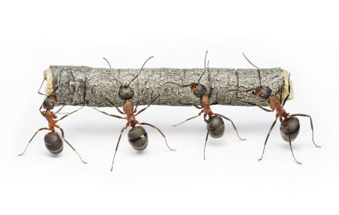 Tudi mravlje poznajo samoizolacijo ob nalezljivi bolezni