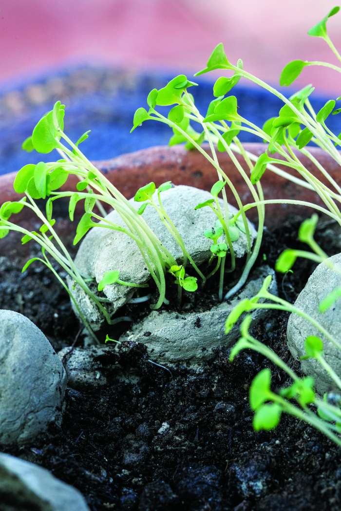 Semenske bombe: vzgoja rastlin drugače!