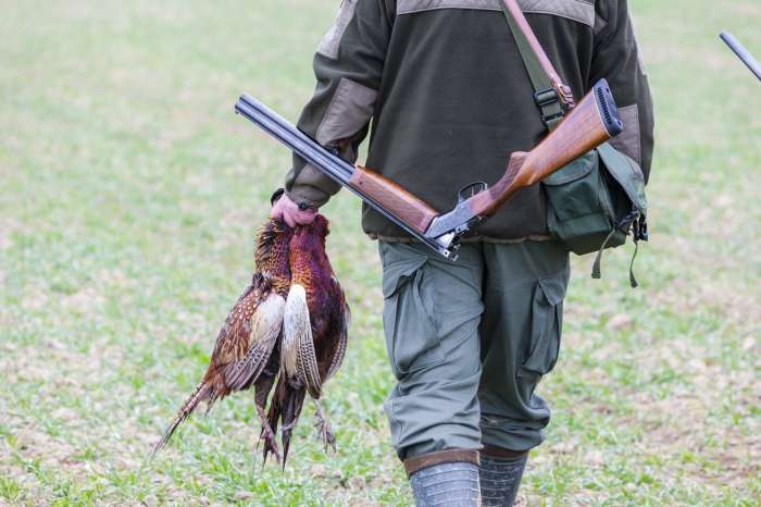 Krivolov desetka populacijo ptic ujed na Slovenskem