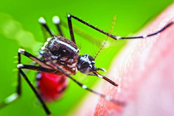 Ali komarji lahko prenašajo novi korona virus?