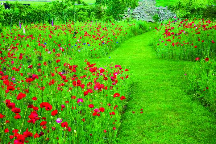 Angleška trata in cvetoči travnik - je to mogoče?