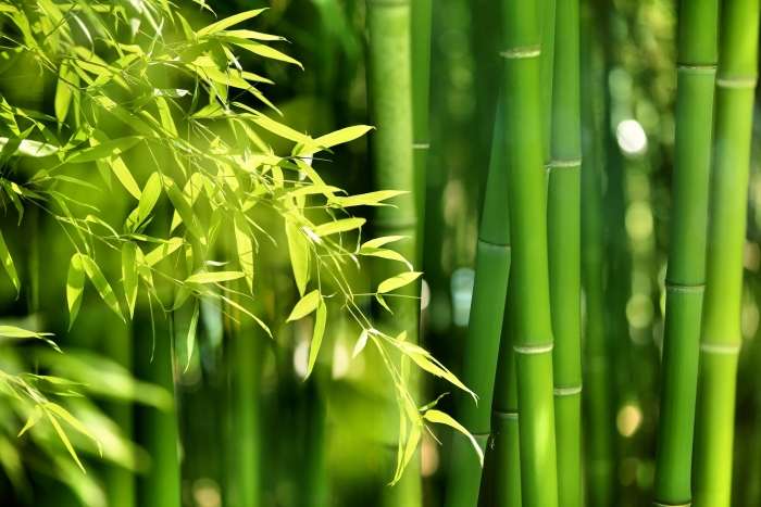 Bambus v kuhinji