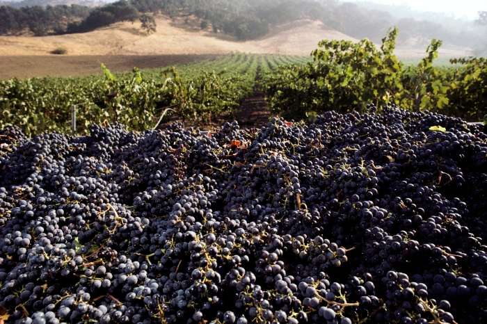 Najbolj znane sorte vinskega grozdja