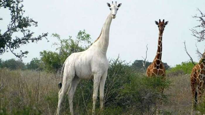 Edino belo žirafo bo varoval GPS