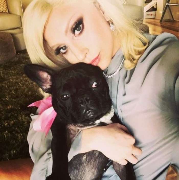 Lady Gaga ponuja visoko nagrado za ukradena psa.