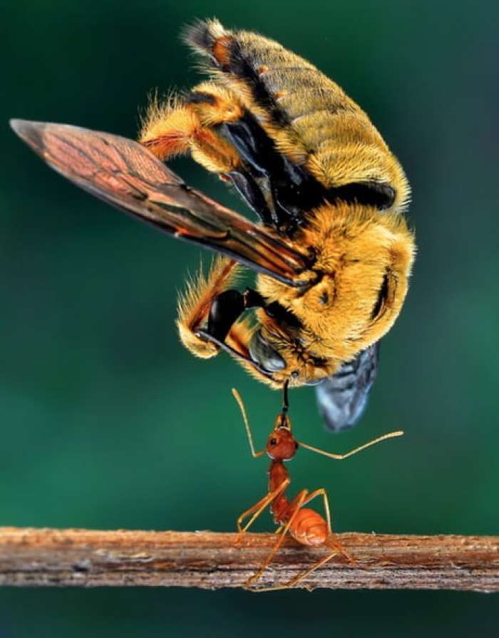 Žuželke, resnični gospodarji našega planeta