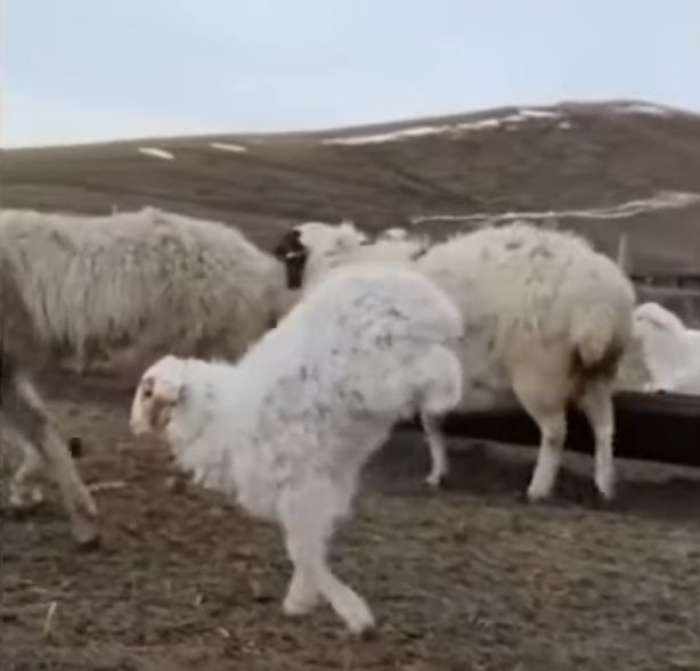 Jagnje se je naučilo hoditi na sprednjih nogah