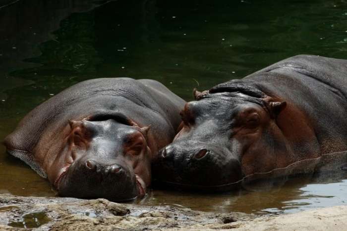 "Kokainski Hipposi" ogrožajo kolumbijsko naravo