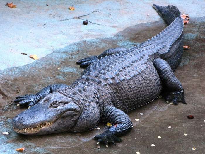 Mujo iz Beograda - najstarejši aligator na svetu