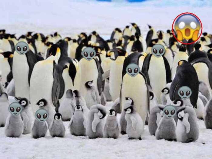 So pingvini Nezemljani?