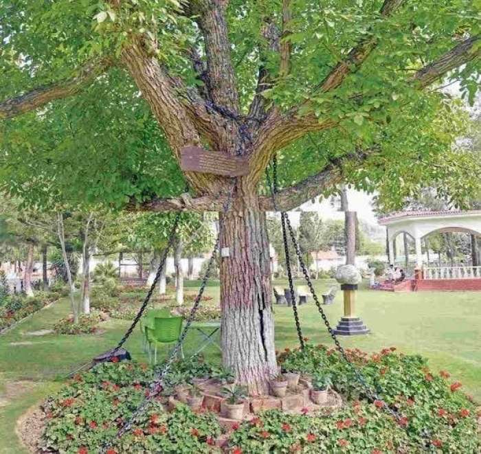 Drevo je aretirano že 120 let