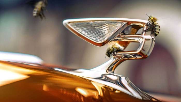 Bentley povečal svoj čebelnjak in pričakuje rekordno proizvodnjo medu