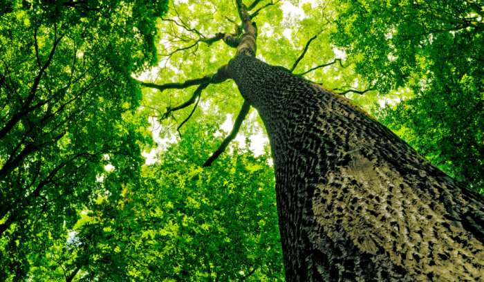 K bolj zeleni prihodnosti prispevamo tudi s trajnostno rabo lesa