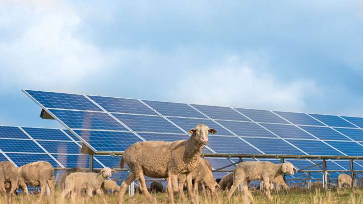 agrovoltaika, solarni-paneli, solarna-pasa, soncna-pasa, kmetijstvo-fotovoltaika