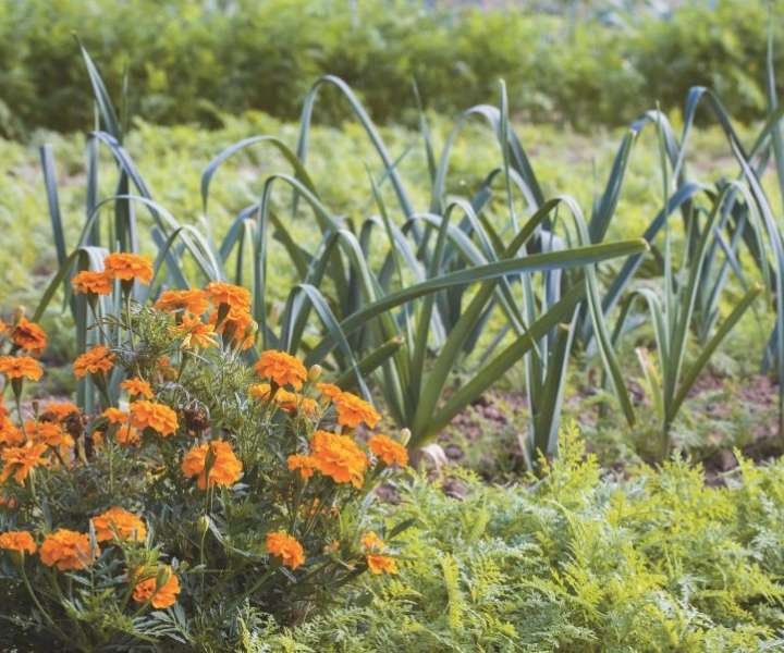 Zelišča in cvetlice s svojim vonjem poskrbijo, da se poletno zalivanje vrta spremeni v pravo »aromaterapijo«.