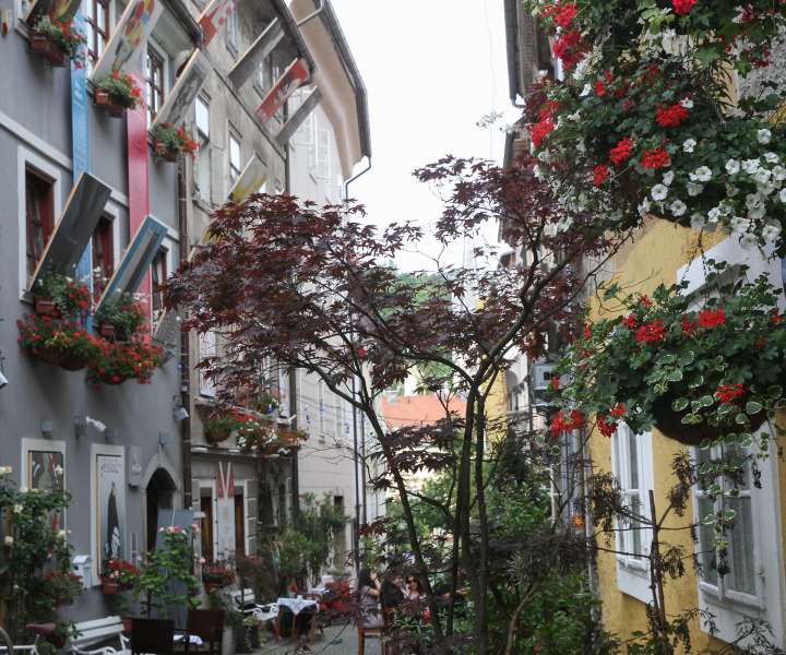 Pri ureditvi najbolj zelene ulice v prestolnici se zmeraj obrnejo po pomoč tudi na sosede, Ljubljančane in vse veleposlanike v Ljubljani, da po svojih močeh prispevajo rastline, posode in zemljo.