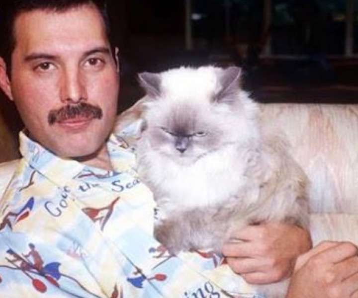 Freddie Mercury, mačke