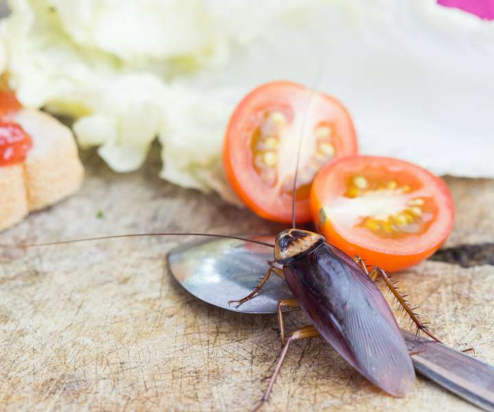 Kuhinjske ščurke privabljata hrana in vlaga.