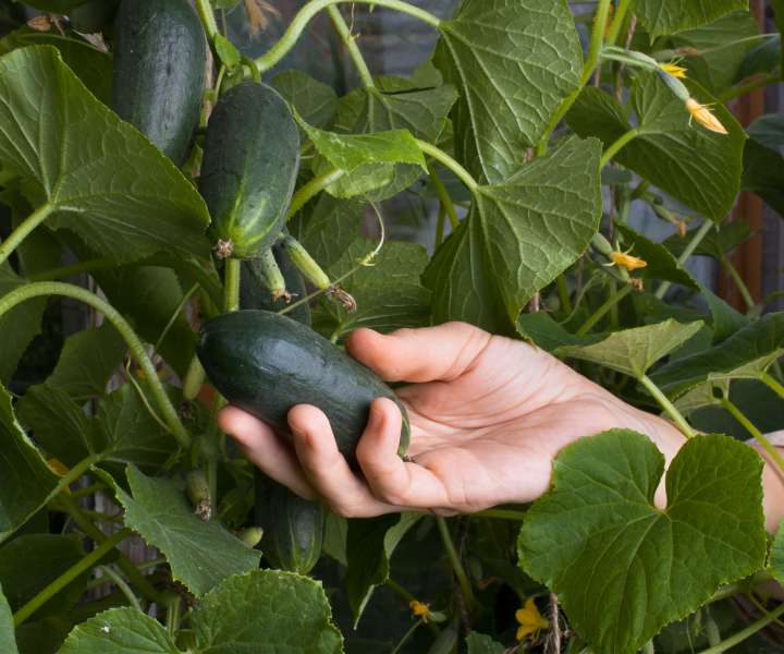 Da se plodiči pri kumaricah ne bi sušili, redno odstranjujte stranske poganjke do 1,5 m višine, če se le da, pa žrtvujte (odtrgajte) prve dva ali tri plodove