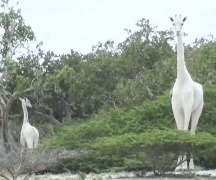 Samico in mladička bele žirafe so marca letos našli mrtva