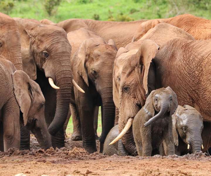 Sloni so družabne živali, ki živijo v družinah,ki jih vodijo najstarejše samice.