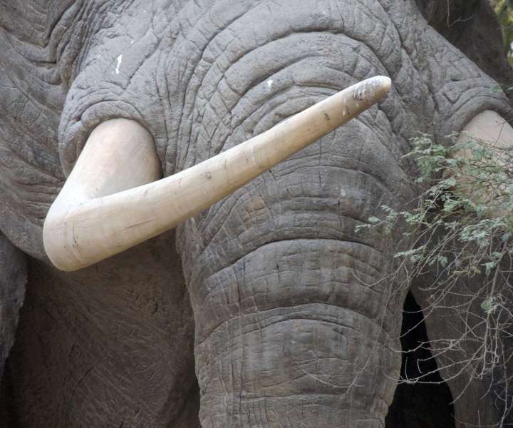 Slonovi okli so najpogostejši razlog za njihovo pobijanje.