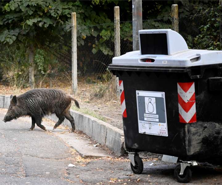 Živali običajno iščejo hrano okoli smetnjakov