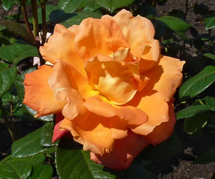 MElrestif ali vrtnica Louis de Funes - oranžni vrtnica je 1987 dobila ime po slavnem igralcu