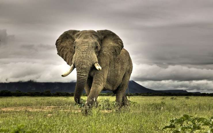 V Bocvani skrivnostno poginilo več sto slonov