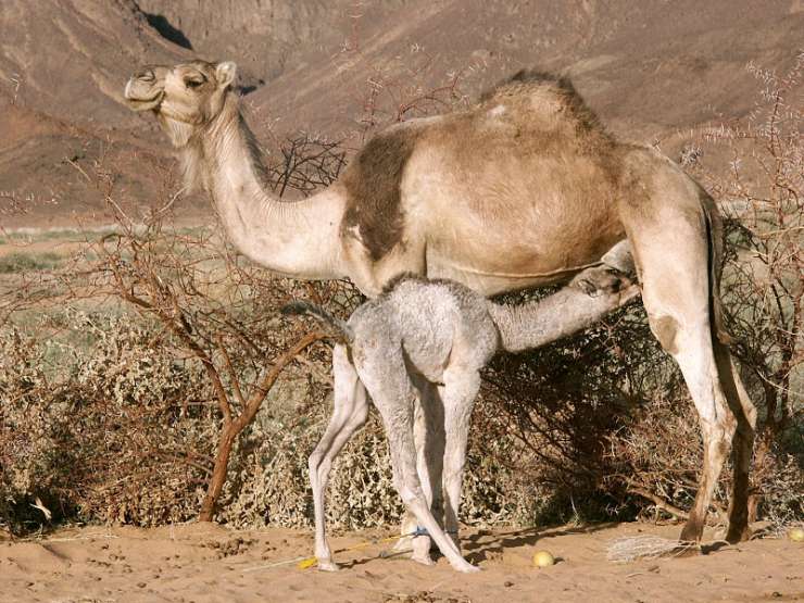 V Avstraliji kamele zaradi suše vdirajo v vasi; pobili bodo do 10.000 živali