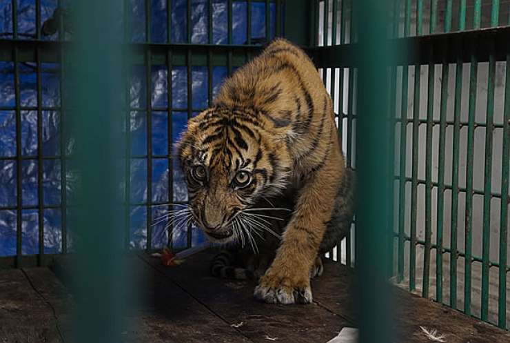 V živalskem vrtu z novim koronavirusom okužen tiger