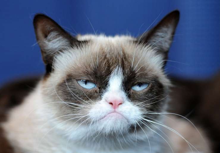 Zbogom, "grumpy cat": slavna čemerna mačka je poginila