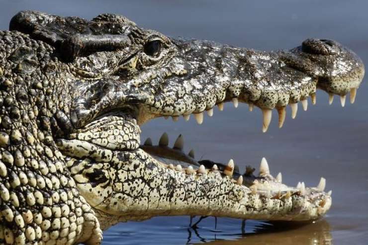 Izgubljena Avstralka preživela 17 dni v deževnem gozdu; med drugim zbežala pred krokodilom
