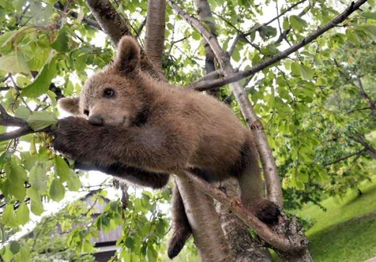 Medveda Srečka v Romuniji ubil odrasel medved