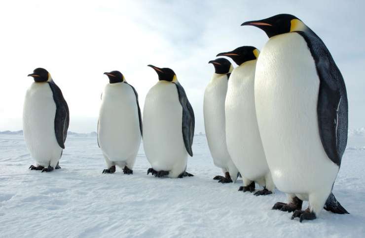 Pingvine zaradi slabega vremena zdravijo z antidepresivi