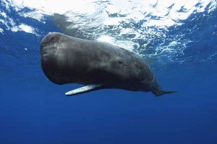 VIDEO: Pred Šibenikom opazili skupino kitov glavačev