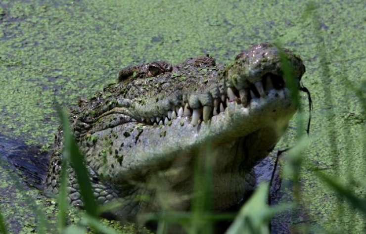 Avstralca odnesel krokodil pred zgroženimi očmi nemočnih prijateljev