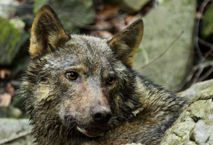 Breja volkulja Tonka poginila v prometni nesreči