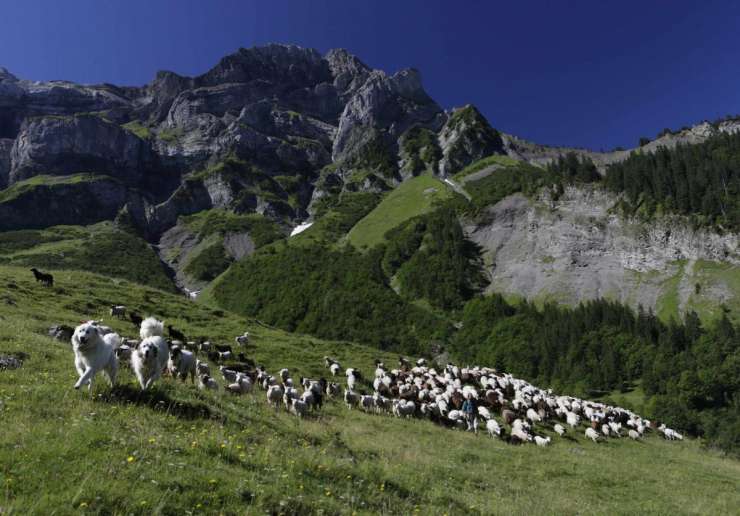 Švicarske ovce naj bi same opozarjale na napade volkov
