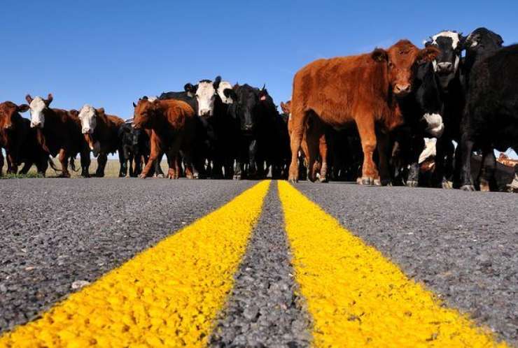 Enajst mrtvih zaradi krav na cesti