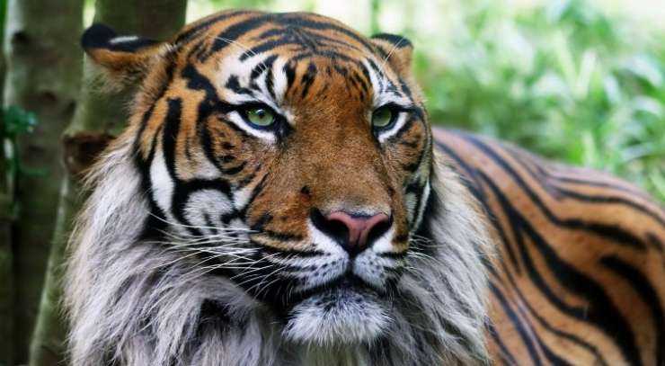 V Indiji lov na tigrico, ki naj bi ubila osem ljudi
