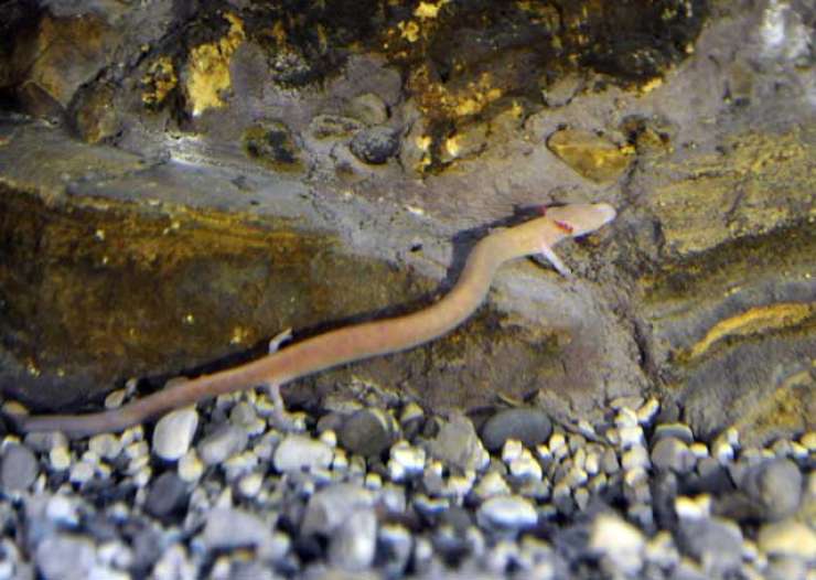 V poplavljeni kleti v Kompoljah našli človeško ribico