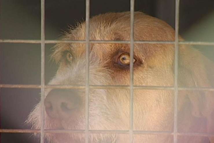 V Trstu zaradi trgovine s psi aretirali aretirali devet Romunov