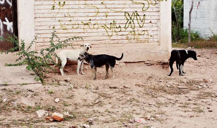Divji psi v Ciudad de Mexicu ubili štiri osebe