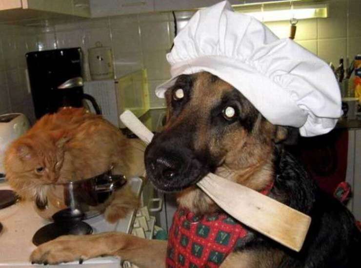 Kuhar je poskušal skuhati mačko ogrožene vrste in končal za rešetkami