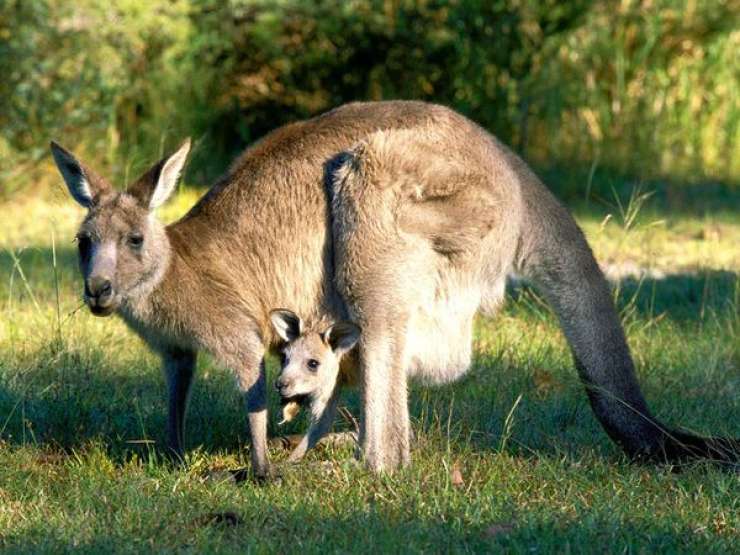 »Samec« kenguruja v ruskem živalskem vrtu skotil mladiča