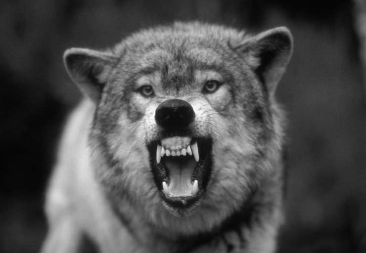 Lovci letos od doslej dovoljenih volkov odstrelili enega