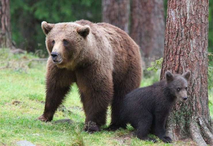 Slovenska medvedka v italijanskem Trentu napadla gobarja