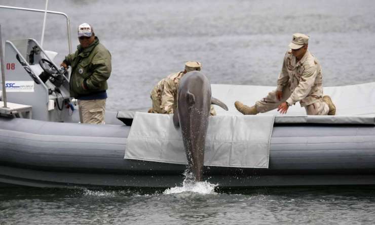 Ameriška vojska bo z delfini iskala mine v morju pri Dubrovniku