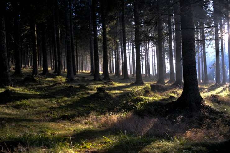 MNZ: Preden zahteva državne gozdove, naj Mirage počaka na odločbo vrhovnega sodišča